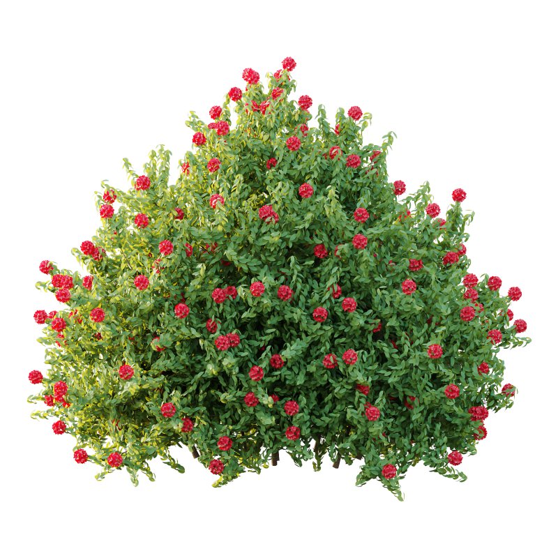 Rhododendron Arboreum Bush 06 - Image 1