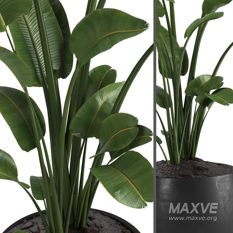 indoor plant 01 - Image 4