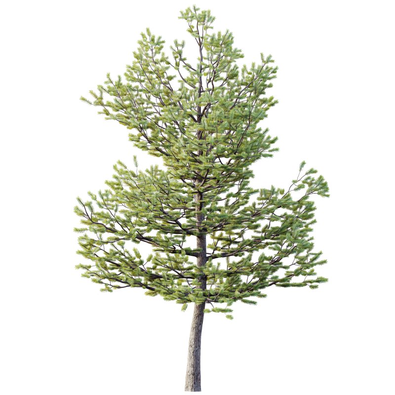 AV Premium Mountain Pine Needles Mugo Pinus Swiss Tree - Image 1