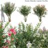 Nerium Oleander – Laurier – 01 - Thumbnail 1
