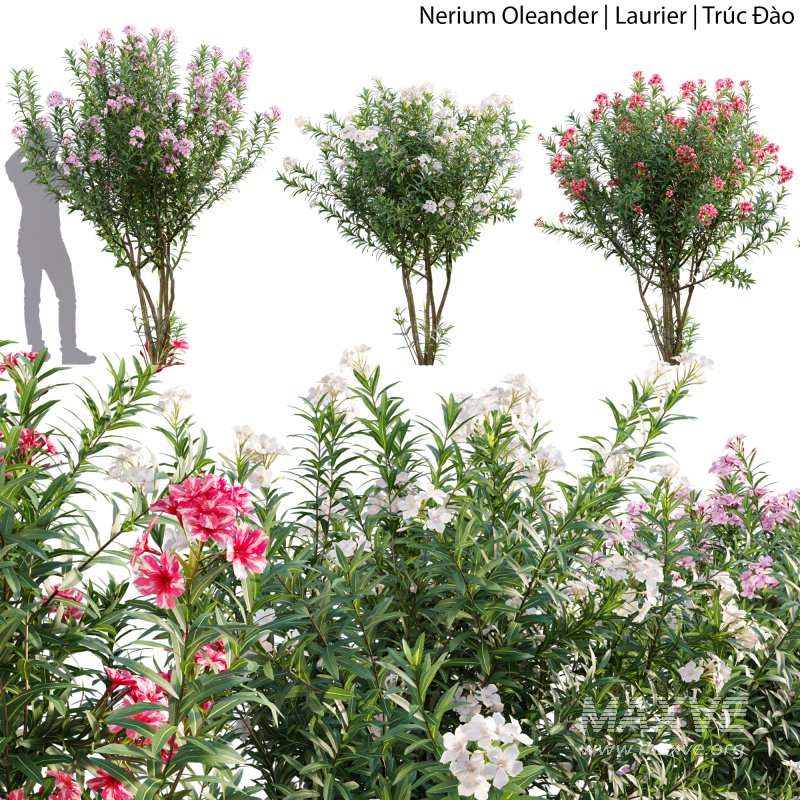 Nerium Oleander – Laurier – 01 - Image 1