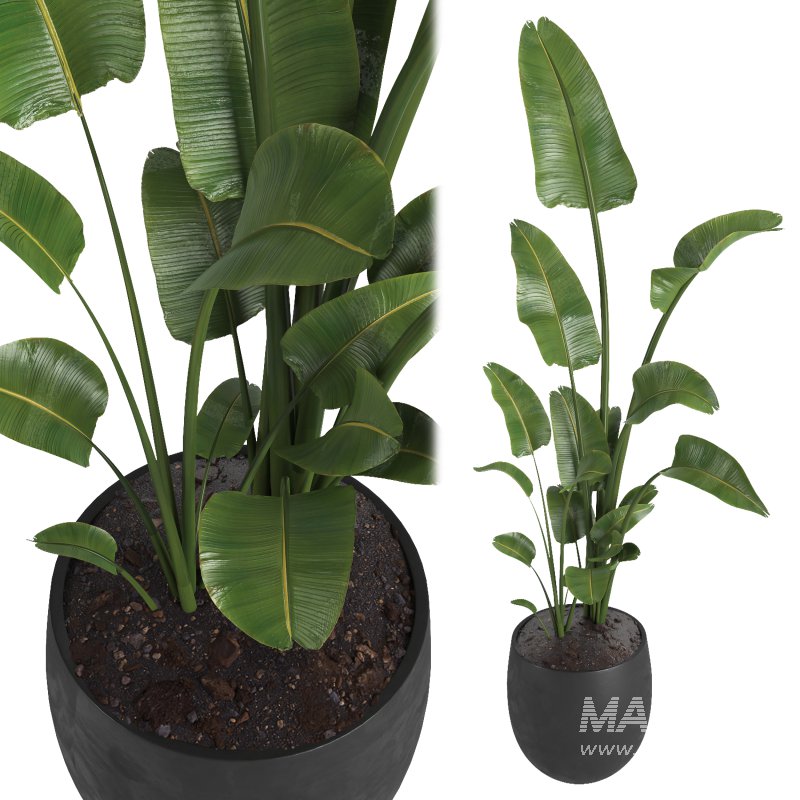 indoor plant 01 - Image 1