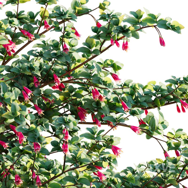 Correa reflexa – Native Fuchsia – Grevillea wilsonii 03 - Image 4