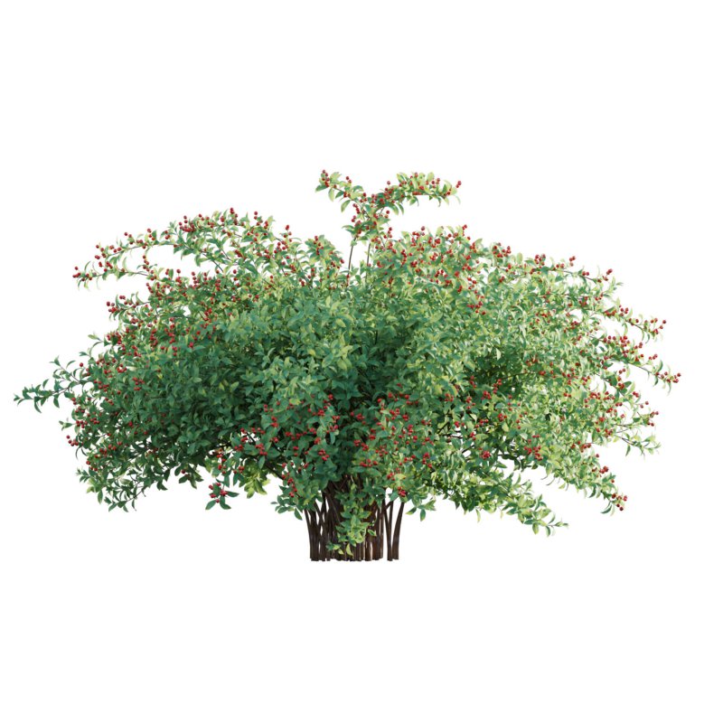 Ilex verticillata – Winterberry 01 - Image 3