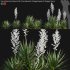 Yucca gloriosa – Mound Lily 01 - Thumbnail 1