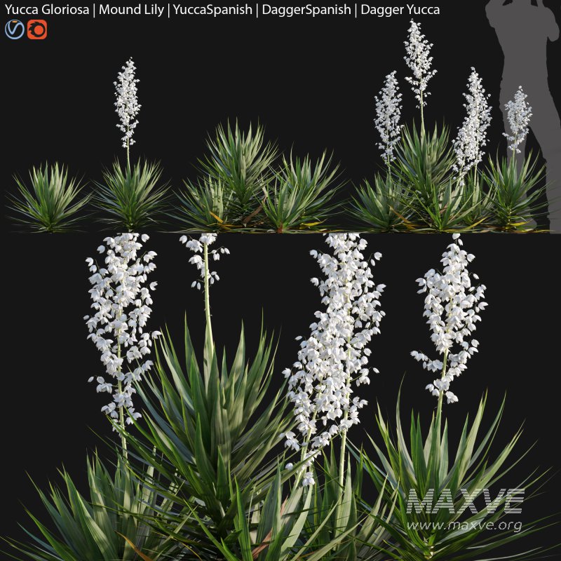 Yucca gloriosa – Mound Lily 01 - Image 1