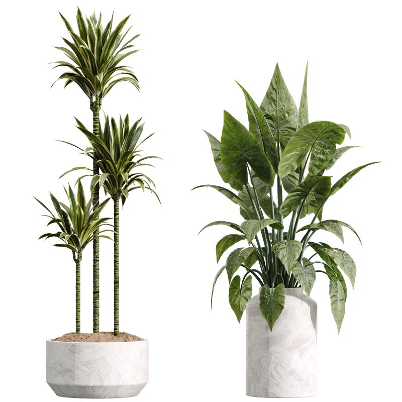 AV Indoor Plants Set 234 Areca Palm Lemon Lime Cane Dragon Zamiifolia Alocasia Eucalyptus - Image 4