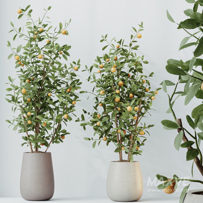 AV Indoor plants set 214 Briful Pachira Aquatica and Citrus Fruit Bonsai China Orange Tree and Fruit Lemon Calamondin Tree - Image 5