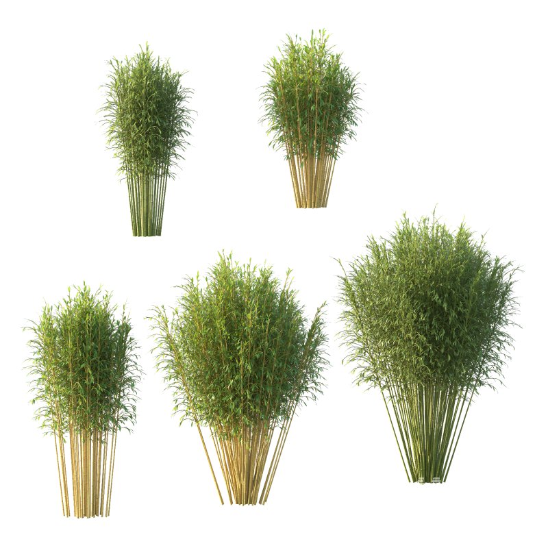 Bamboo Bambusoideae Tree 05 - Image 1