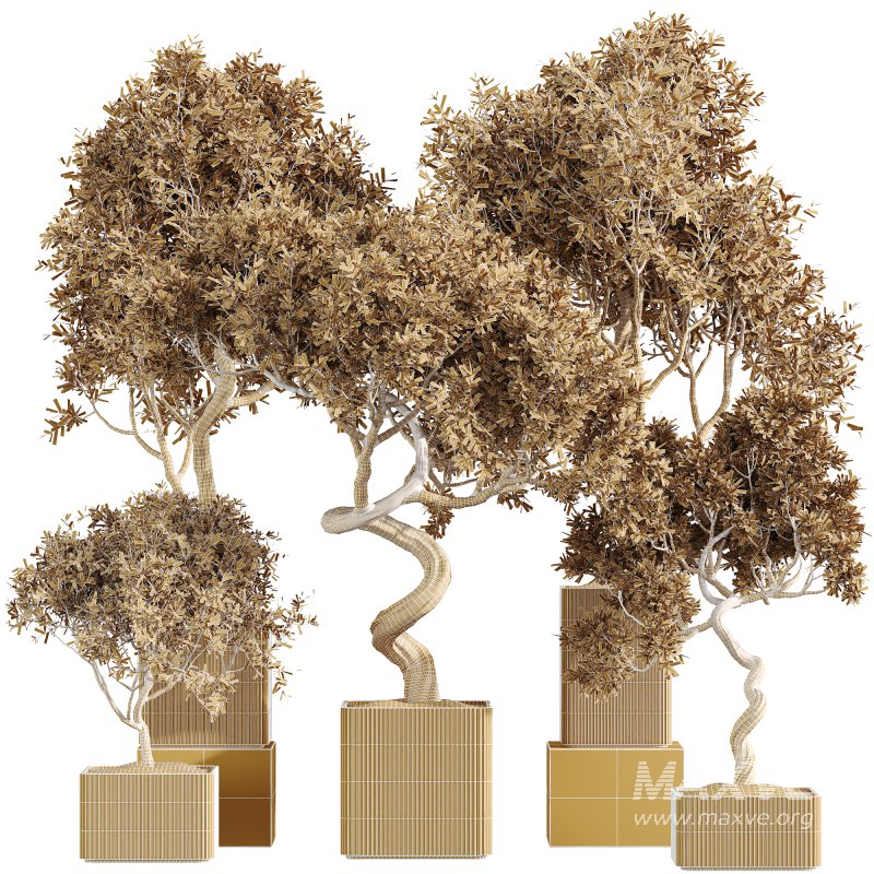 AV Indoor Plants Set 236 Mission Kalamata Leccino Arbequina Wilsonii Chemlali Olive - Image 6