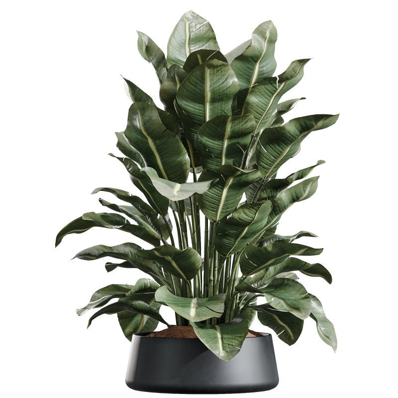 AV Indoor Plants Set 222 Bird Of ParadiseBird and Banana Strelitzia Nicolai - Image 4