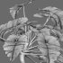Philodendron undulatum – 01 - Thumbnail 4