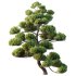 AV Plants Pinus Bonsai Sylvestris Pine Parviflora Scotch Contorta05 - Thumbnail 1