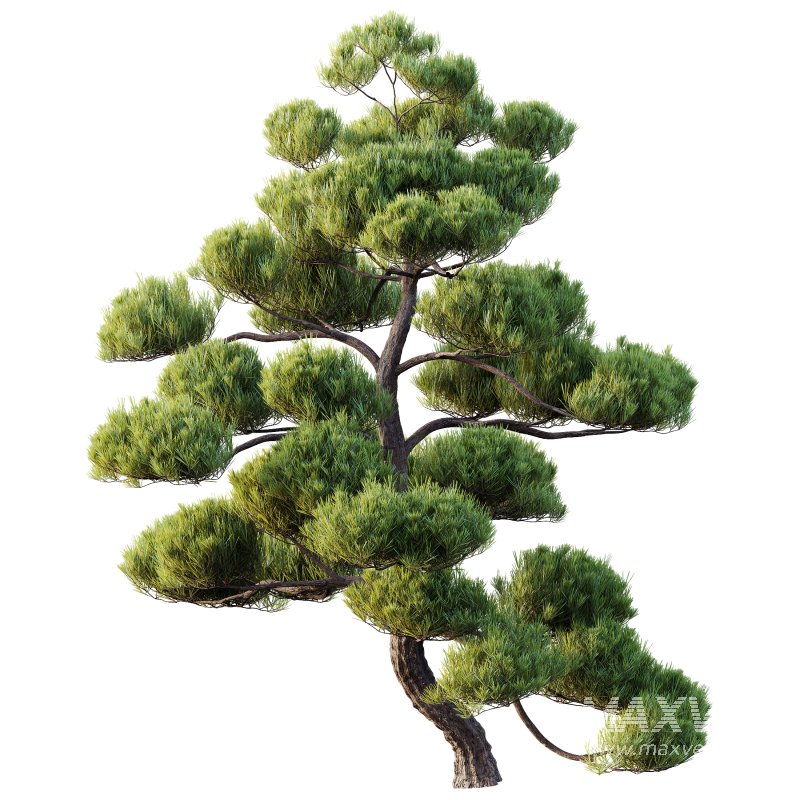AV Plants Pinus Bonsai Sylvestris Pine Parviflora Scotch Contorta05 - Image 1