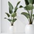 AV Indoor plants set 208 Mission Olive and Cyara Areca Palm and Strelitzia Reginae Nicolai and Yucca Aloifolia Rostrata - Thumbnail 9