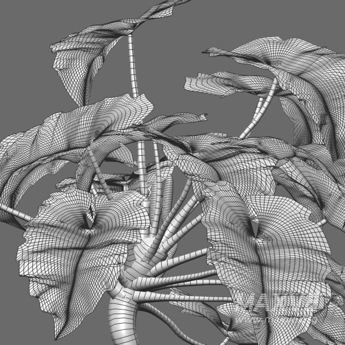 Philodendron undulatum – 02 - Image 5