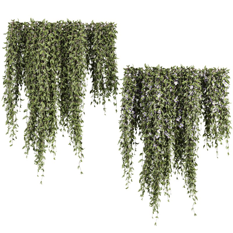 ivy plants - Image 4