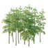 Bamboo Bambusoideae Tree 06 - Thumbnail 4