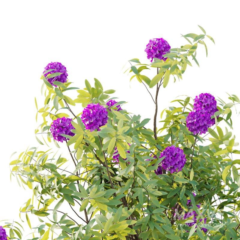 Rhododendron Arboreum Bush 07 - Image 6