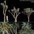 Aloe Pillansii, Aloidendron Pillansii – Giant Quiver Tree, Bastard Quiver Tree – 01 - Thumbnail 1