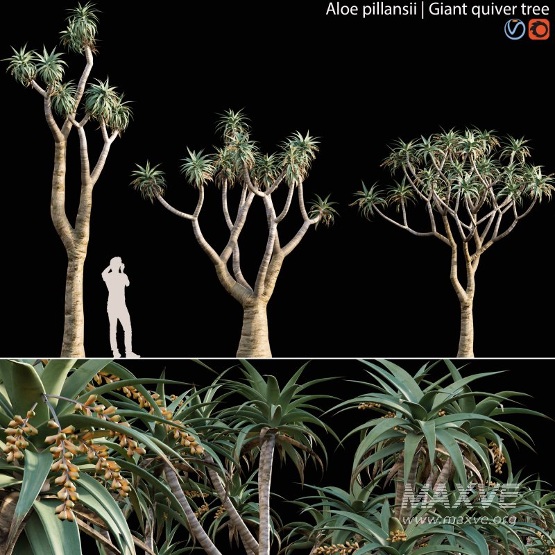 Aloe Pillansii, Aloidendron Pillansii – Giant Quiver Tree, Bastard Quiver Tree – 01 - Image 1