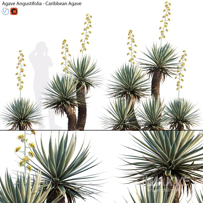 Agave Angustifolia – Caribbean Agave – 02 - Image 1