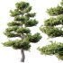 AV Plants Pinus Bonsai Sylvestris Pine Parviflora Scotch Contorta02 - Thumbnail 2