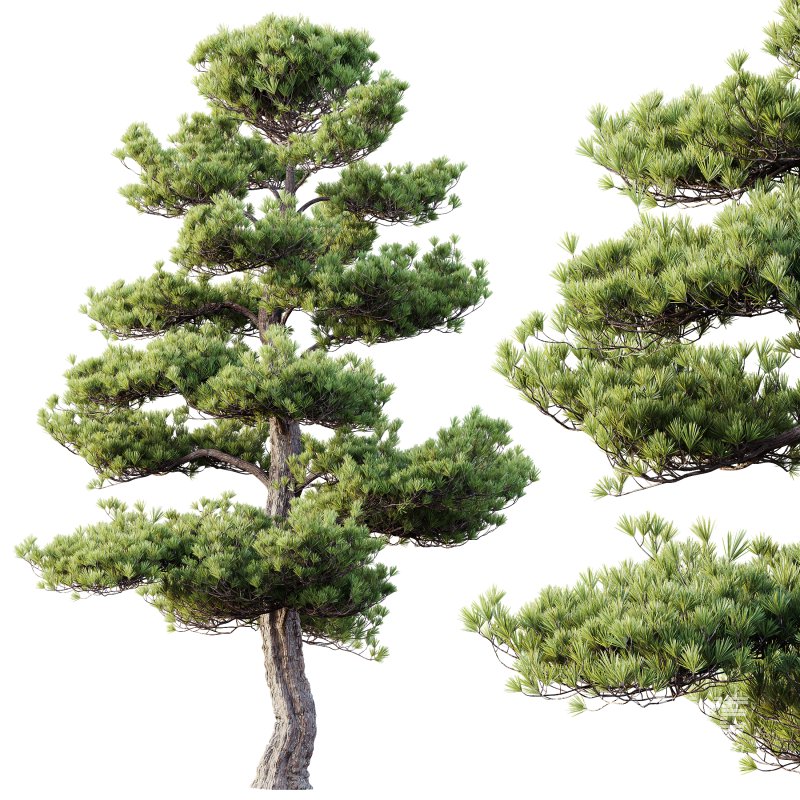 AV Plants Pinus Bonsai Sylvestris Pine Parviflora Scotch Contorta02 - Image 2