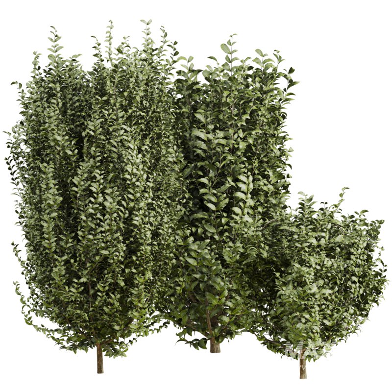 bush plants set - Image 2