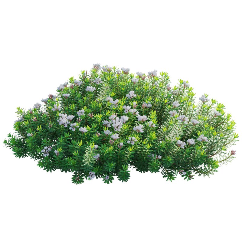 Daphne x transatlantica Blafra – Eternal Fragrance 01 - Image 3