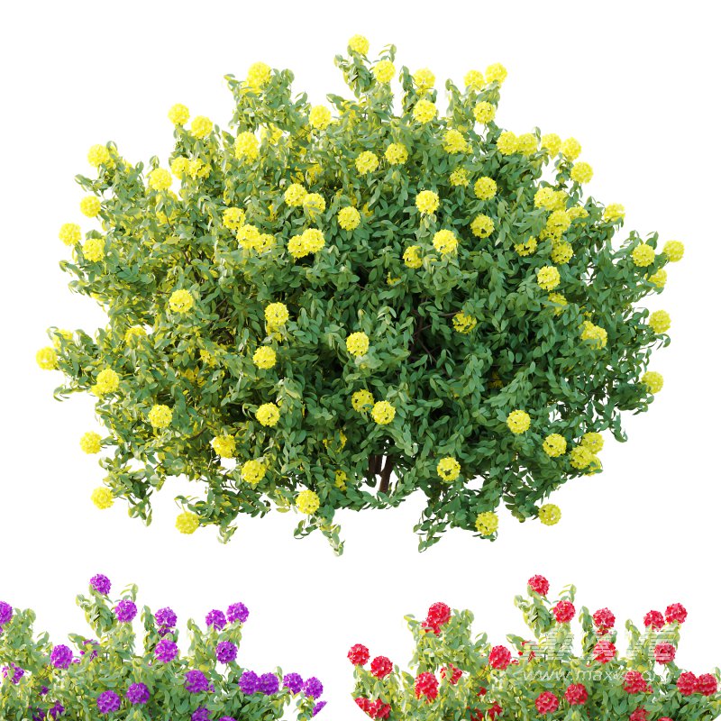 Rhododendron Arboreum Bush 05 - Image 4