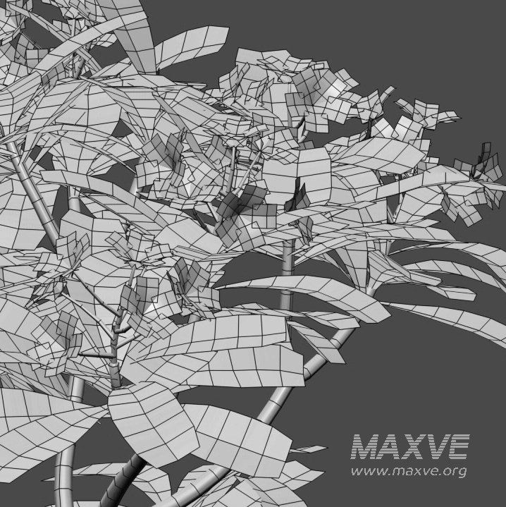 Plumeria Obtusa – White Frangipani – 01 - Image 3