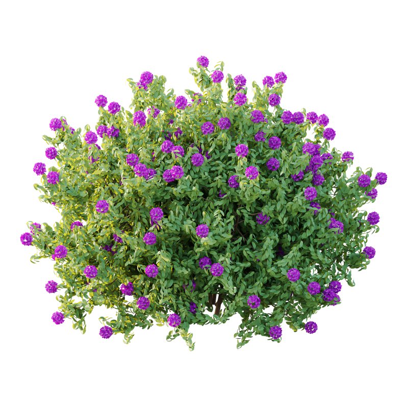 Rhododendron Arboreum Bush 05 - Image 1