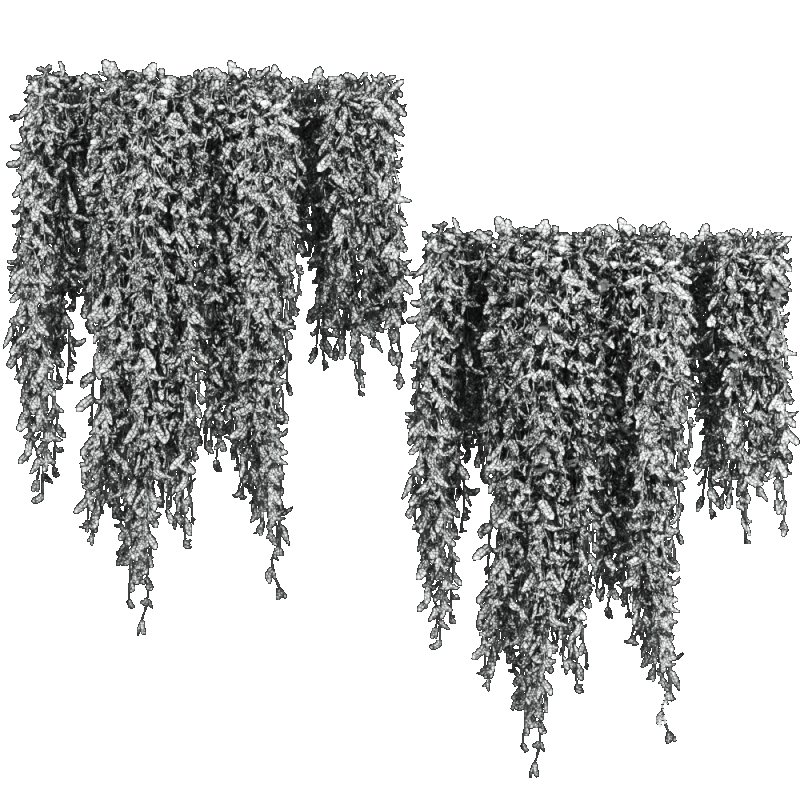 ivy plants - Image 5