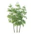 Bamboo Bambusoideae Tree 06 - Thumbnail 1