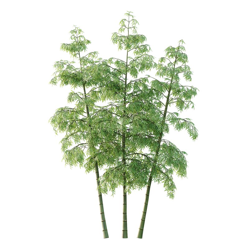 Bamboo Bambusoideae Tree 06 - Image 1