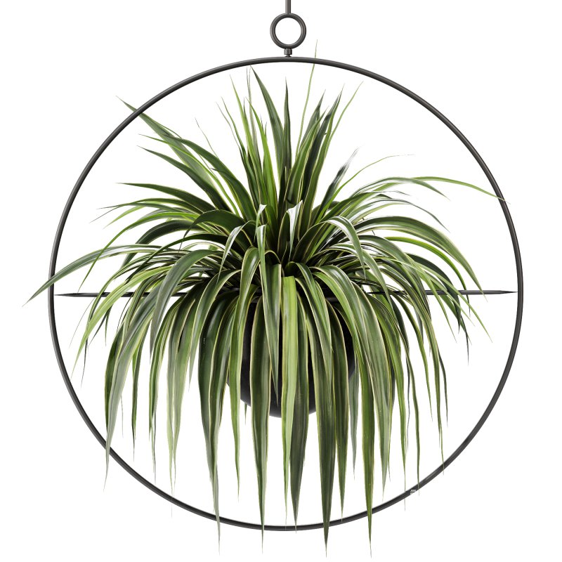 Hanging Houseplants in Metal Frames Set - Image 3