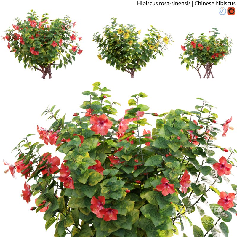 Chinese hibiscus – Hibiscus rosa-sinensis – 02 - Image 1