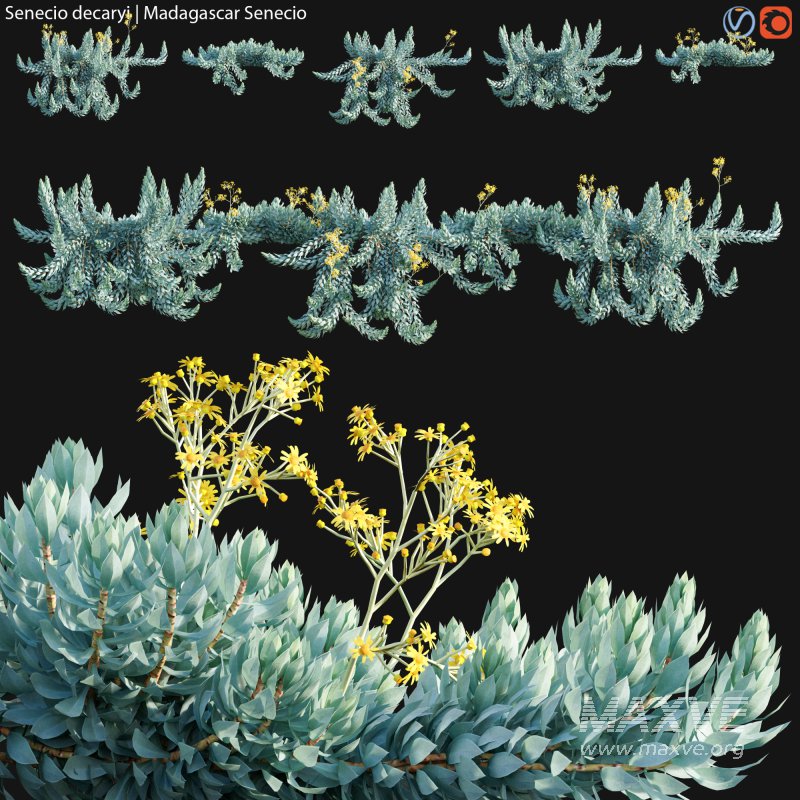 Senecio decaryi – Madagascar Senecio – 02 - Image 1