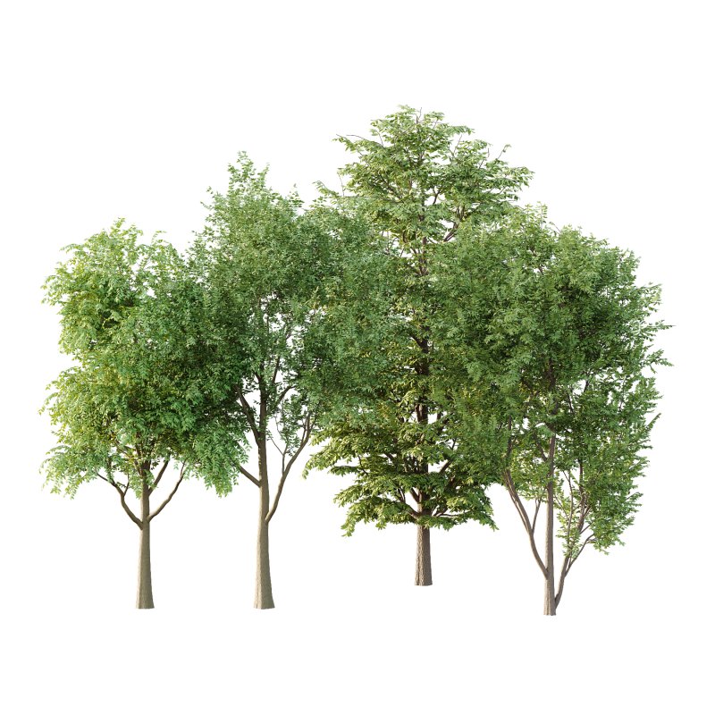 fraxinus excelsior tree 003 - Image 1