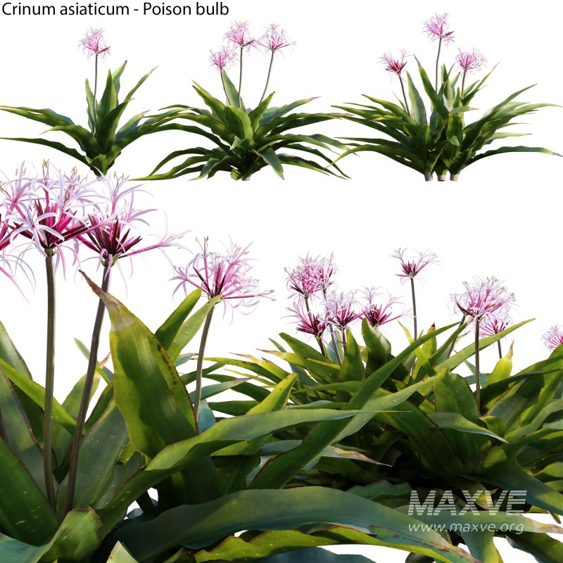 Crinum asiaticum – Poison bulb – 01 - Image 1