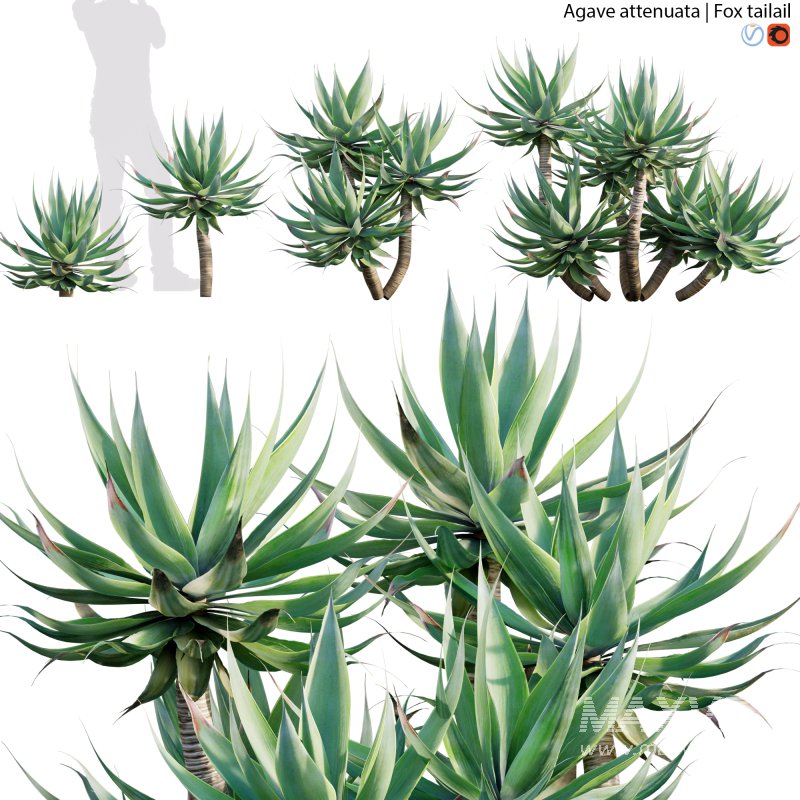 Agave attenuata – Fox tailail – 01 - Image 1