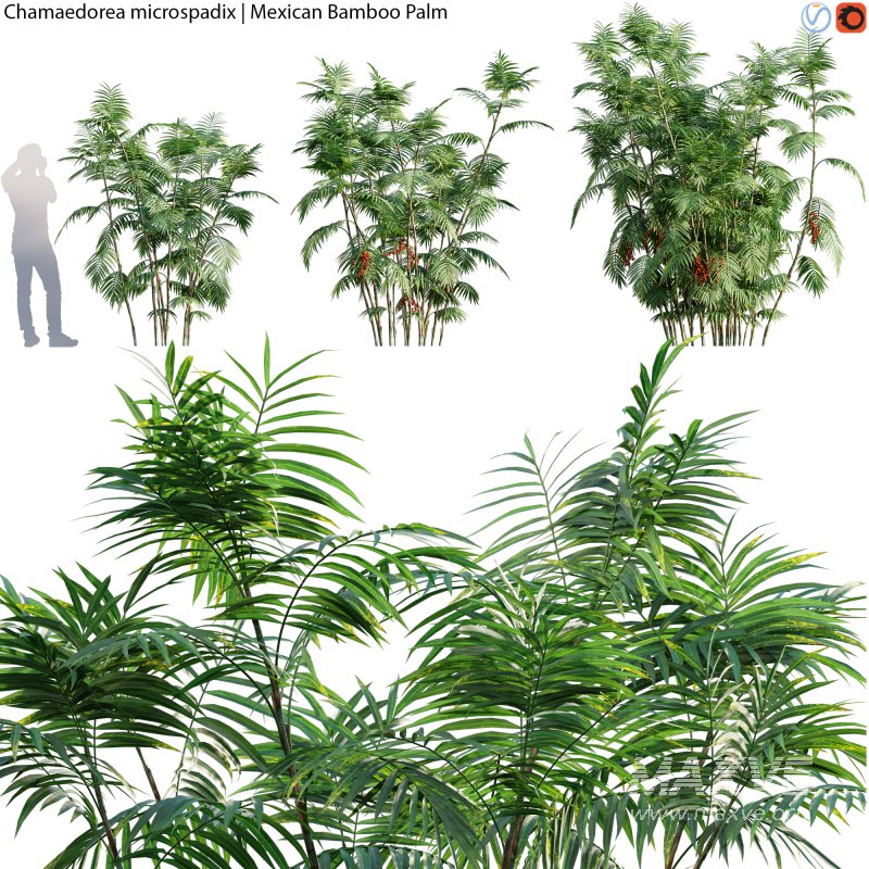 Chamaedorea microspadix – Mexican Bamboo Palm – 02 - Image 1