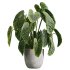 AV Indoor Plants Set 226 Mission Olive and Alnus Glutinosa Alder and Yucca Aloifolia Palm and Cunjevoi Alocasia Jardin - Thumbnail 4