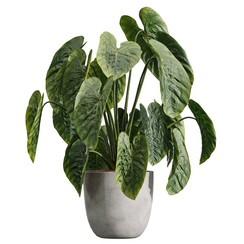 AV Indoor Plants Set 226 Mission Olive and Alnus Glutinosa Alder and Yucca Aloifolia Palm and Cunjevoi Alocasia Jardin - Image 4