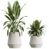 AV Indoor Plants Set 225 Eucalyptus Bouquet and Areca Palm and Ficus Elastica and Zamiifolia - Thumbnail 1