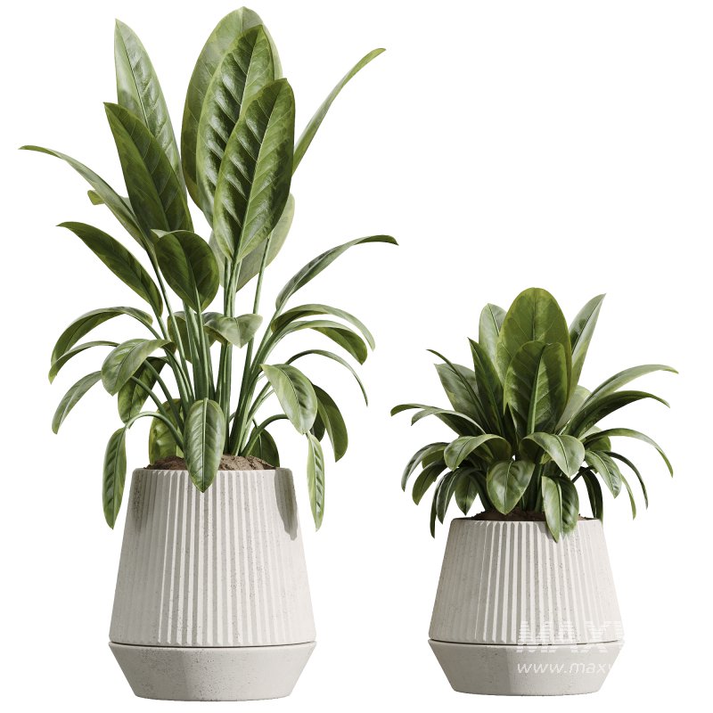 AV Indoor Plants Set 225 Eucalyptus Bouquet and Areca Palm and Ficus Elastica and Zamiifolia - Image 1