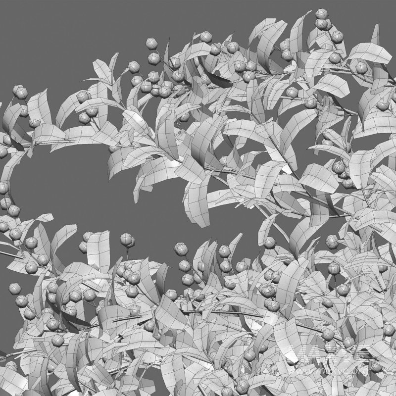 Ilex verticillata – Winterberry 01 - Image 6