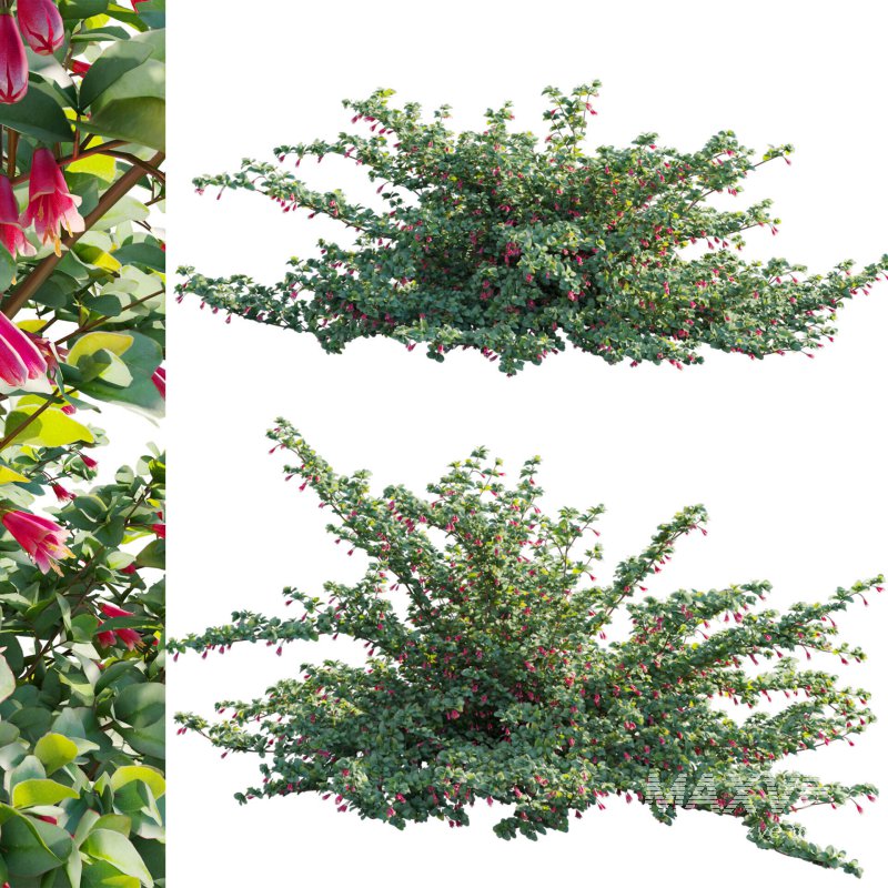 Correa reflexa – Native Fuchsia – Grevillea wilsonii 02 - Image 1