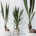 ntal olive—making this collection a visual statement for modern interior design. - Thumbnail 7